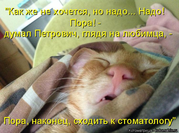 Котоматрица: "Как же не хочется, но надо... Надо! Пора! -  Пора, наконец, сходить к стоматологу" думал Петрович, глядя на любимца, -