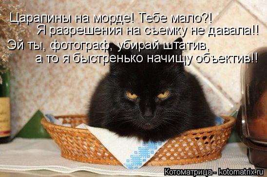 Котоматрица: Царапины на морде! Тебе мало?! Я разрешения на съемку не давала!! Эй ты, фотограф, убирай штатив, а то я быстренько начищу объектив!!