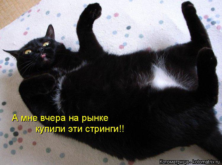 Котоматрица: А мне вчера на рынке купили эти стринги!!