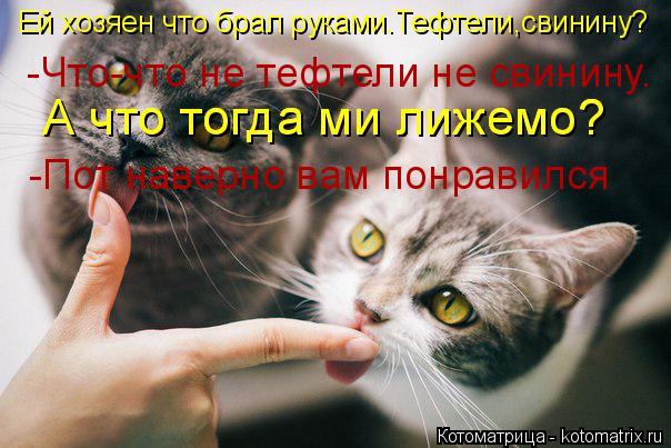 Котоматрица: Ей хозяен что брал руками.Тефтели,свинину? -Что-что не тефтели не свинину. А что тогда ми лижемо? А что тогда ми лижемо? -Пот наверно вам понра