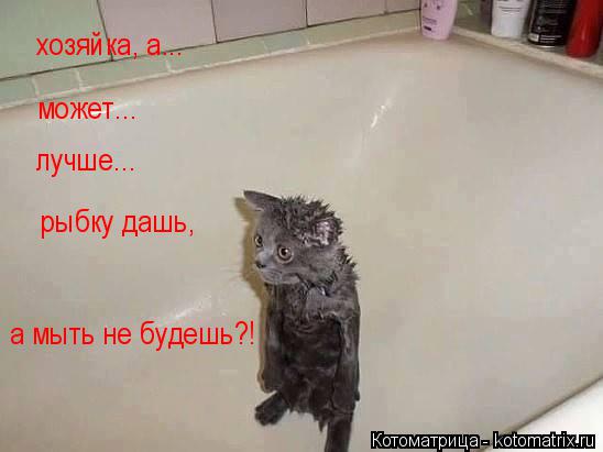 Котоматрица: хозяйка, а... может... лучше... рыбку дашь, а мыть не будешь?!