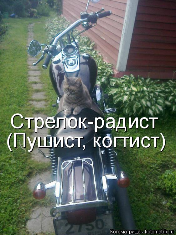 Котоматрица: Стрелок-радист (Пушист, когтист)