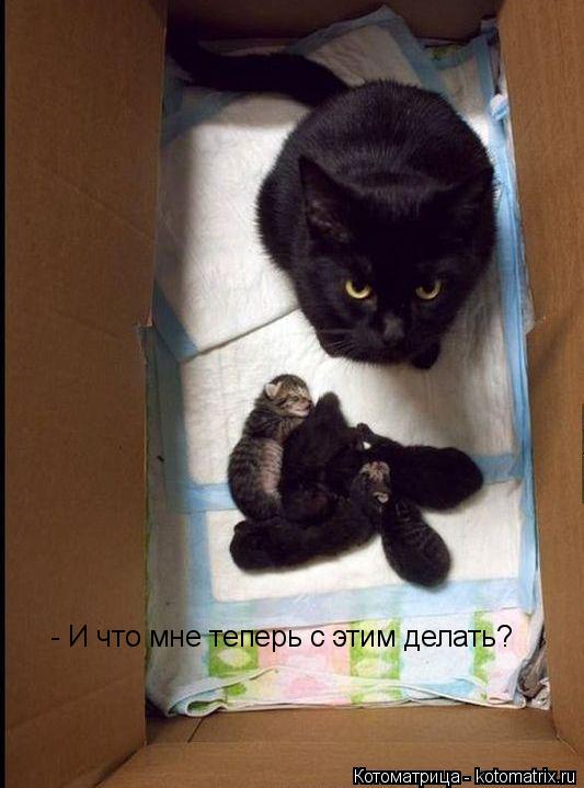 Котоматрица: - И что мне теперь с этим делать?