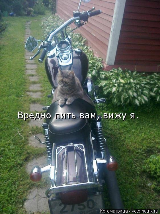Котоматрица: Вредно пить вам, вижу я.