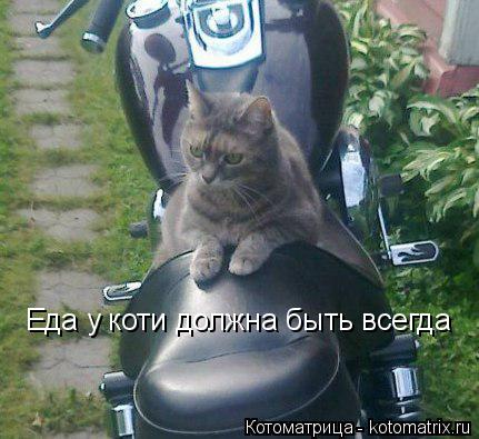 Котоматрица: Еда у коти должна быть всегда