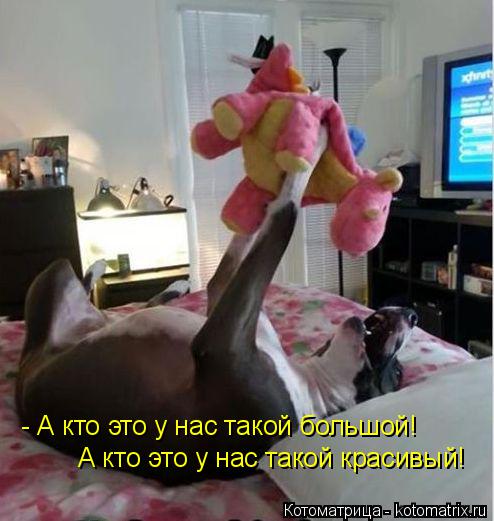 Котоматрица: - А кто это у нас такой большой! А кто это у нас такой красивый!