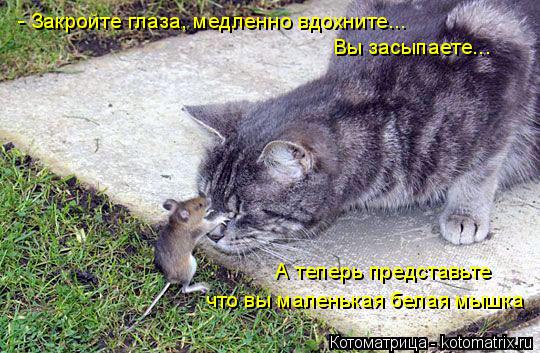 Котоматрица: - Закройте глаза, медленно вдохните... Вы засыпаете... А теперь представьте  что вы маленькая белая мышка