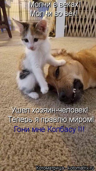 Котоматрица: Молчи в веках!  Молчи во век! Ушел хозяин-человек!  Теперь я правлю миром! Гони мне Колбасу !!!