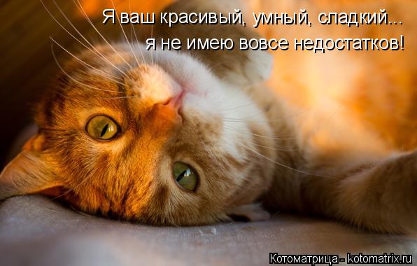 Котоматрица: Я ваш красивый, умный, сладкий... я не имею вовсе недостатков!