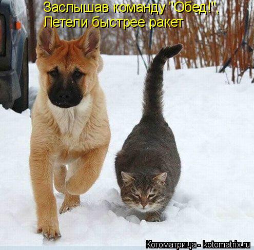 Котоматрица: Заслышав команду "Обед!", Летели быстрее ракет
