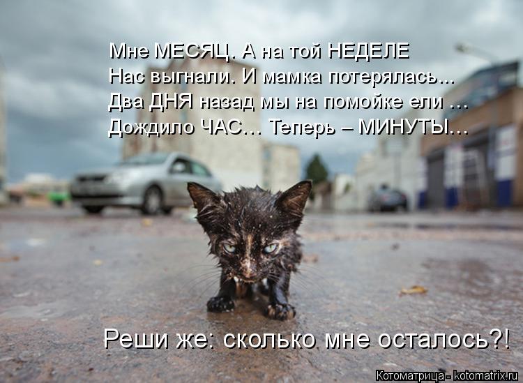 Котоматрица: Мне МЕСЯЦ. А на той НЕДЕЛЕ Нас выгнали. И мамка потерялась... Два ДНЯ назад мы на помойке ели … Дождило ЧАС… Теперь – МИНУТЫ… Реши же: скольк
