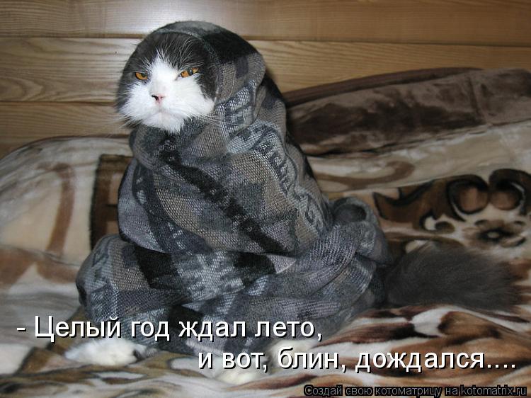 Котоматрица: - Целый год ждал лето, и вот, блин, дождался....