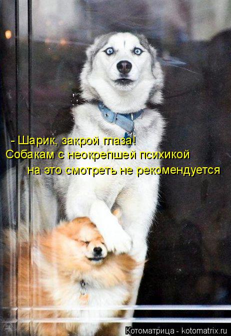 Котоматрица: - Шарик, закрой глаза! Собакам с неокрепшей психикой на это смотреть не рекомендуется