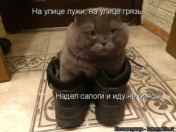 На улице лужи, на улице грязь. Надел сапоги и иду не боясь!... Котоматрица: На улице лужи, на улице грязь. Надел сапоги и иду не боясь!
