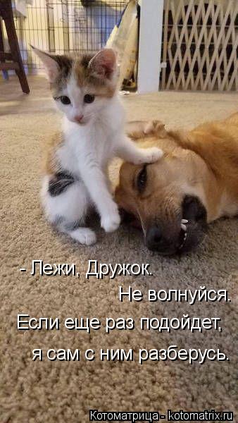 Котоматрица: - Лежи, Дружок.  Не волнуйся. Если еще раз подойдет, я сам с ним разберусь.