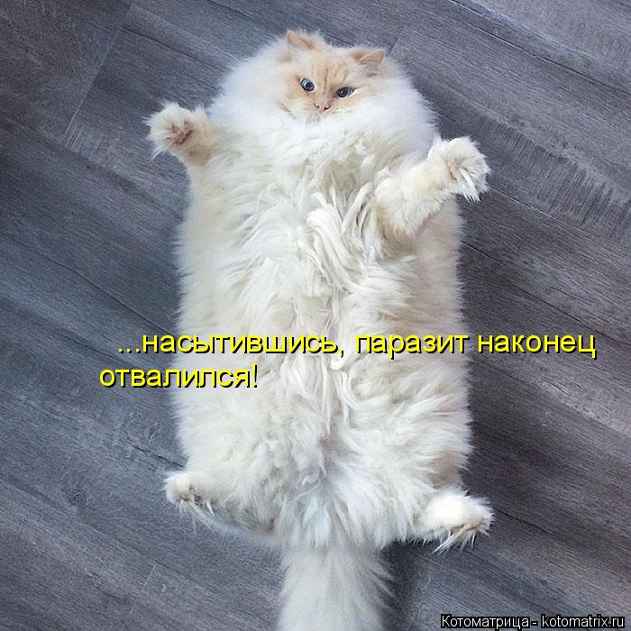 Котоматрица: ...насытившись, паразит наконец  отвалился!