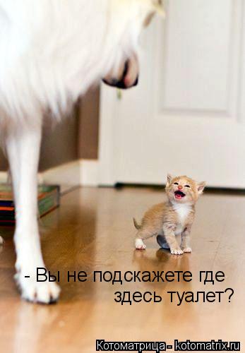 Котоматрица: - Вы не подскажете где  здесь туалет?