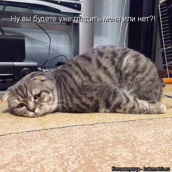 Котоматрица: Ну вы будете уже гладить меня или нет?!