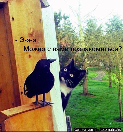 Котоматрица: Можно с вами познакомиться? - Э-э-э...