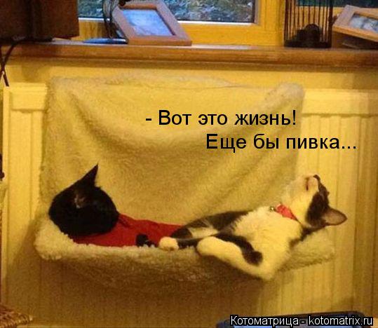 Котоматрица: - Вот это жизнь! Еще бы пивка...