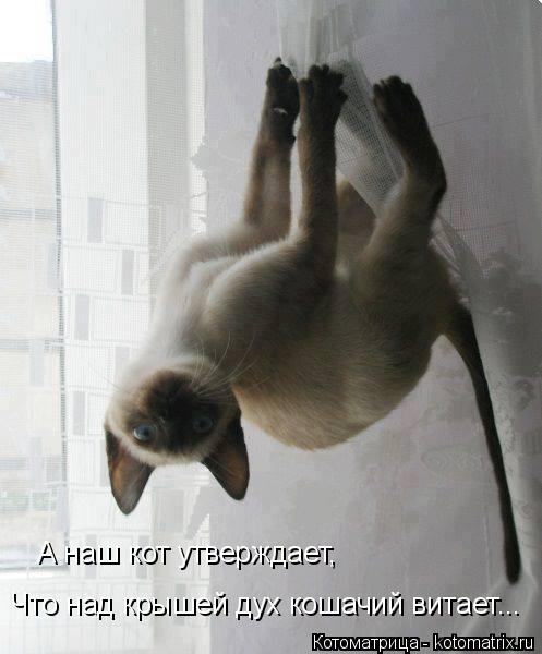 Котоматрица: Что над крышей дух кошачий витает... А наш кот утверждает,