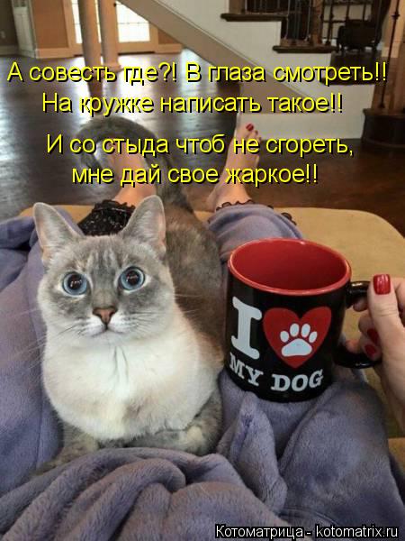 Котоматрица: А совесть где?! В глаза смотреть!! На кружке написать такое!! И со стыда чтоб не сгореть, мне дай свое жаркое!!