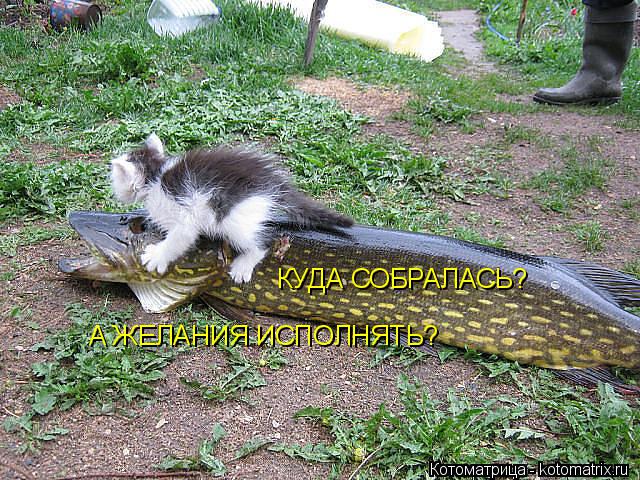 Котоматрица: КУДА СОБРАЛАСЬ? А ЖЕЛАНИЯ ИСПОЛНЯТЬ?