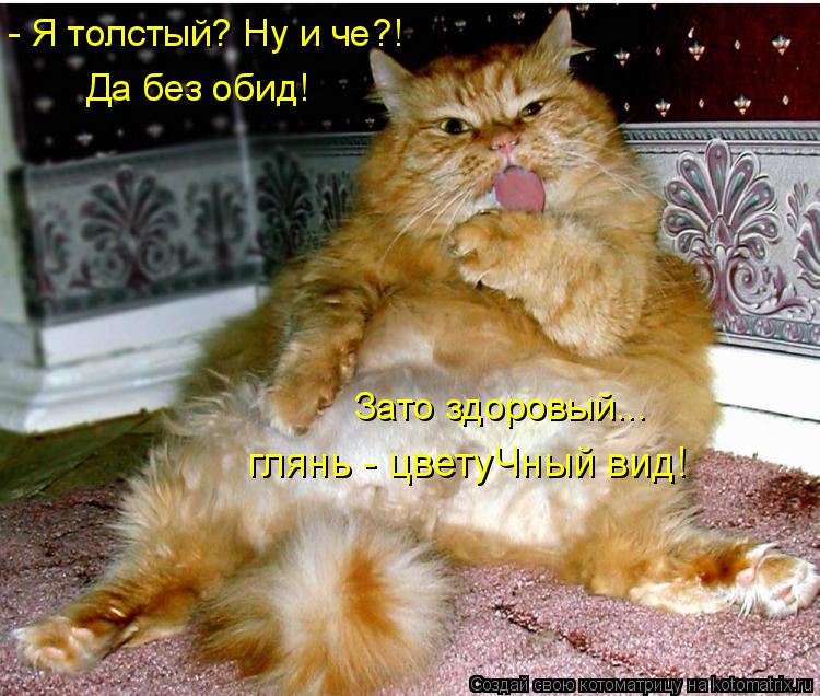 - Я толстый? Ну и че?! глянь - цветуЧный вид! Да без обид! Зато здоровый...... Котоматрица: - Я толстый? Ну и че?! глянь - цветуЧный вид! Да без обид! Зато здоровый...