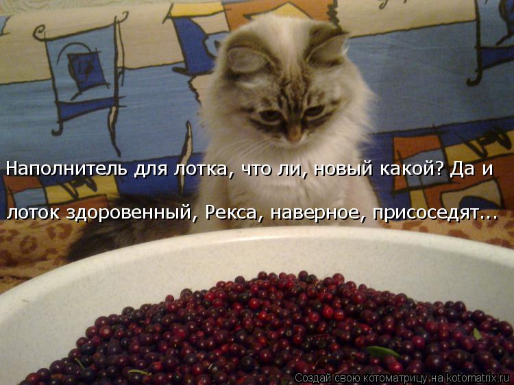Котоматрица: лоток здоровенный, Рекса, наверное, присоседят... Наполнитель для лотка, что ли, новый какой? Да и