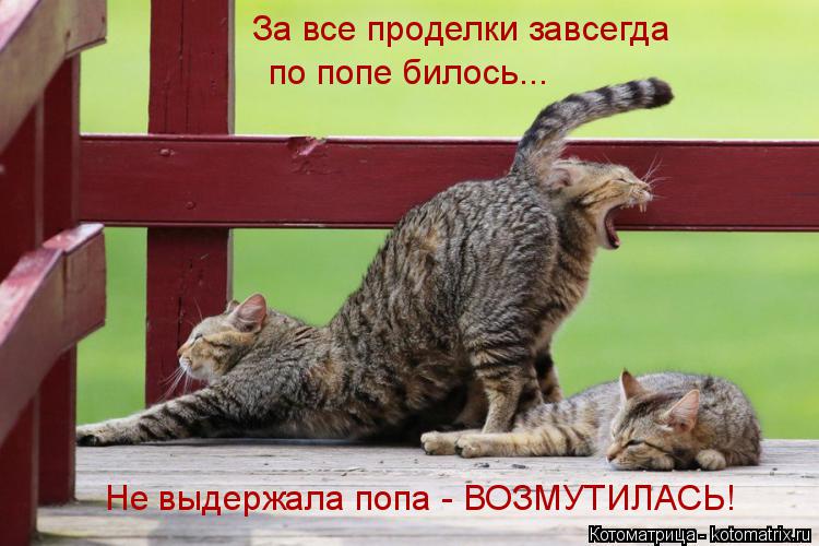 Не выдержала попа - ВОЗМУТИЛАСЬ! За все проделки завсегда по попе билось...... Котоматрица: Не выдержала попа - ВОЗМУТИЛАСЬ! За все проделки завсегда по попе билось...