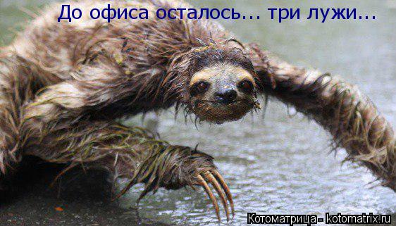 Котоматрица: До офиса осталось... три лужи...