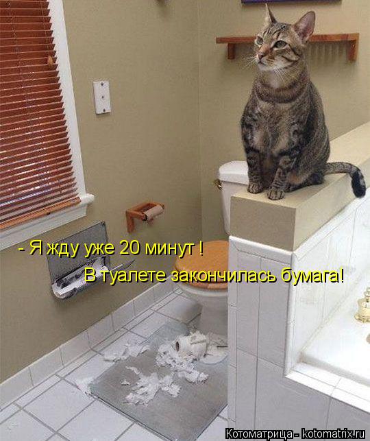 Котоматрица: - Я жду уже 20 минут В туалете закончилась бумага! !