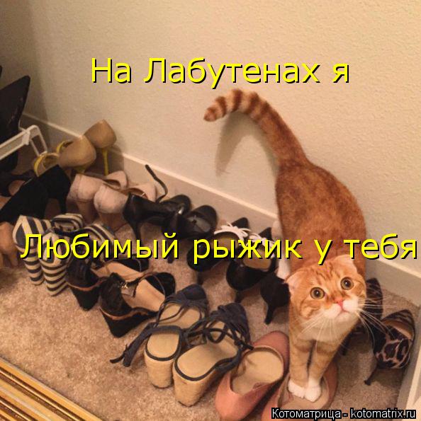 Котоматрица: На Лабутенах я Любимый рыжик у тебя