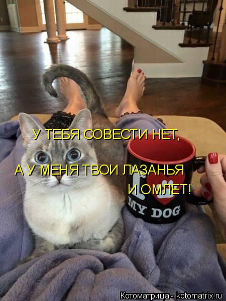 Котоматрица: А У МЕНЯ ТВОИ ЛАЗАНЬЯ И ОМЛЕТ! У ТЕБЯ СОВЕСТИ НЕТ,