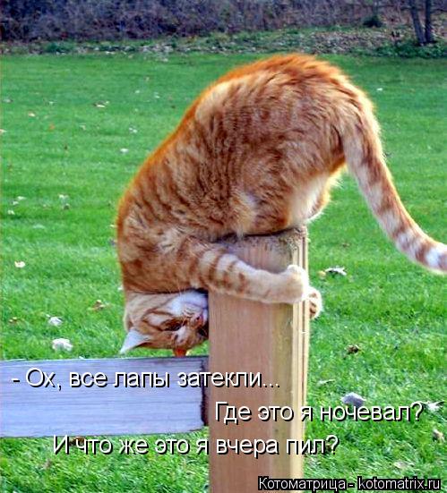 Котоматрица: - Ох, все лапы затекли... Где это я ночевал? И что же это я вчера пил?