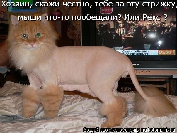 Хозяин, скажи честно, тебе за эту стрижку, мыши что-то пообещали? Или Рекс ?... Котоматрица: Хозяин, скажи честно, тебе за эту стрижку, мыши что-то пообещали? Или Рекс ?