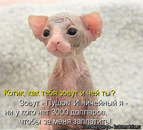 Котоматрица: Котик, как тебя зовут и чей ты? Зовут - Пушок! И ничейный я -  ни у кого нет 3000 долларов,  чтобы за меня заплатить!