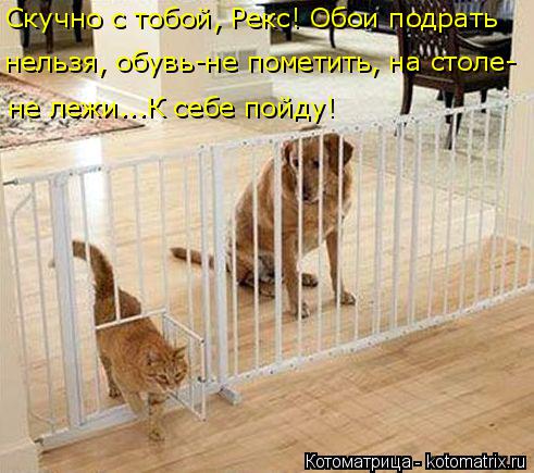 Котоматрица: не лежи...К себе пойду! Скучно с тобой, Рекс! Обои подрать  нельзя, обувь-не пометить, на столе-