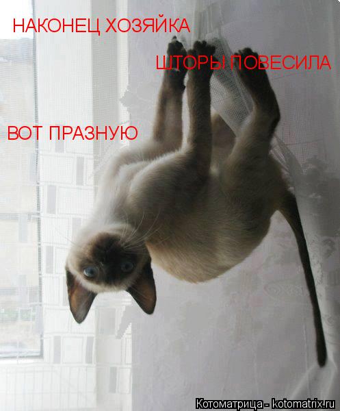 Котоматрица: НАКОНЕЦ ХОЗЯЙКА ШТОРЫ ПОВЕСИЛА ВОТ ПРАЗНУЮ
