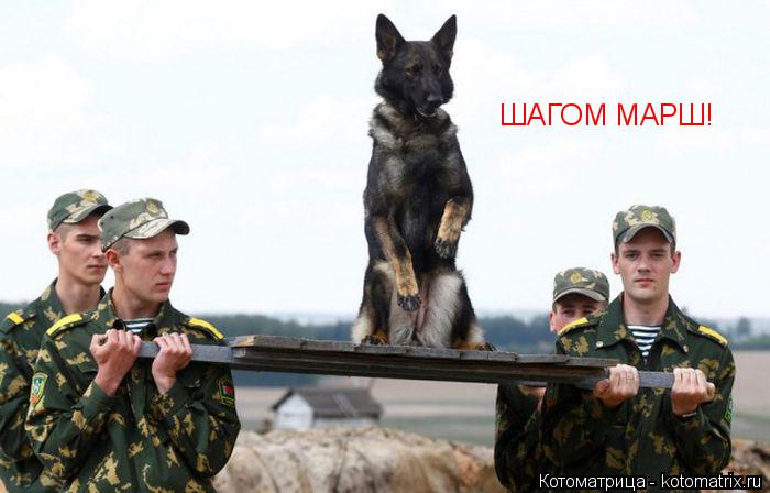 Котоматрица: ШАГОМ МАРШ!