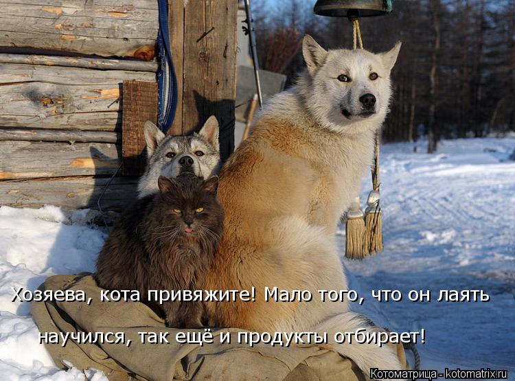 Котоматрица: научился, так ещё и продукты отбирает! Хозяева, кота привяжите! Мало того, что он лаять