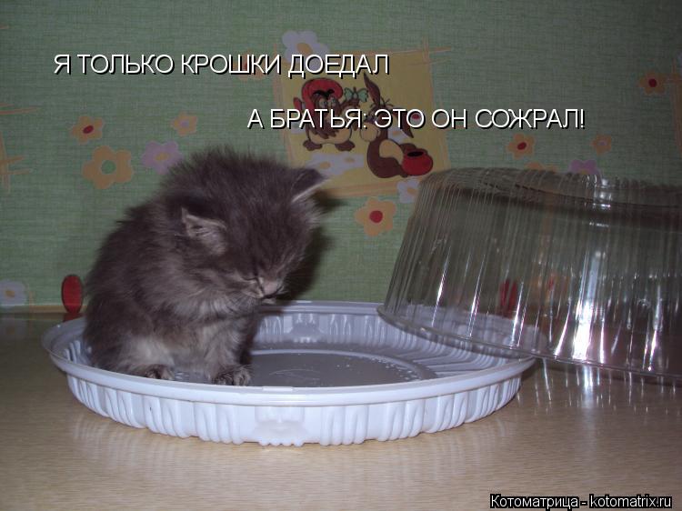 Котоматрица: Я ТОЛЬКО КРОШКИ ДОЕДАЛ А БРАТЬЯ: ЭТО ОН СОЖРАЛ!