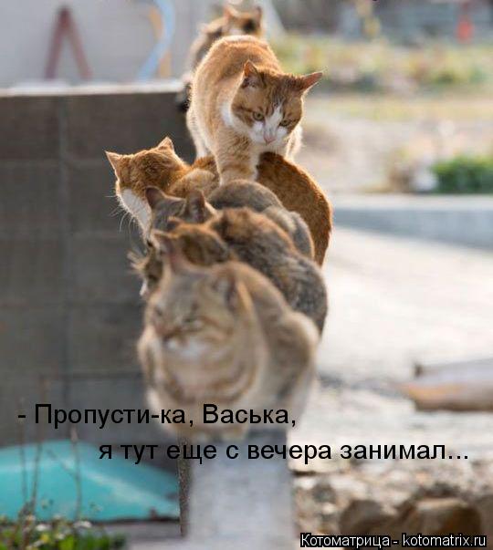Котоматрица: - Пропусти-ка, Васька,  я тут еще с вечера занимал...
