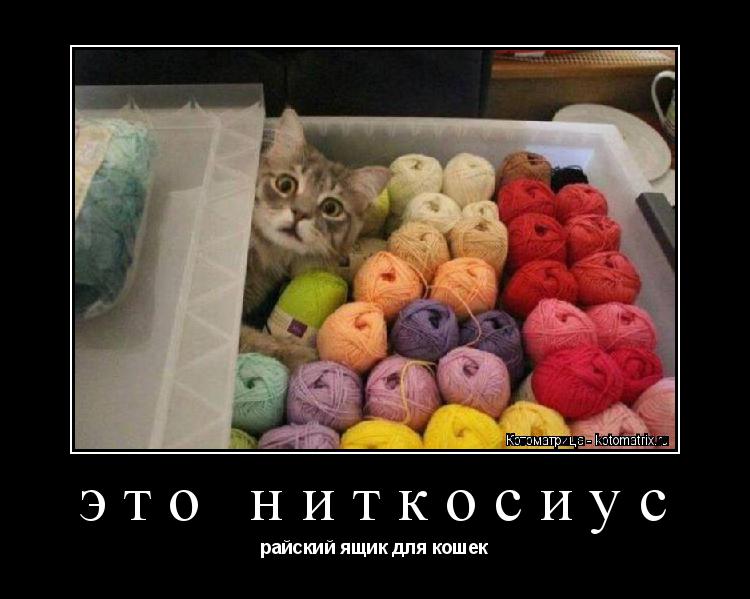 Котоматрица: это ниткосиус райский ящик для кошек