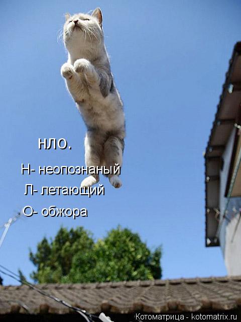 Котоматрица: НЛО.  Н- неопознаный Л- летающий О- обжора