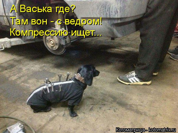 Котоматрица: А Васька где? Там вон - с ведром!  Компрессию ищет...