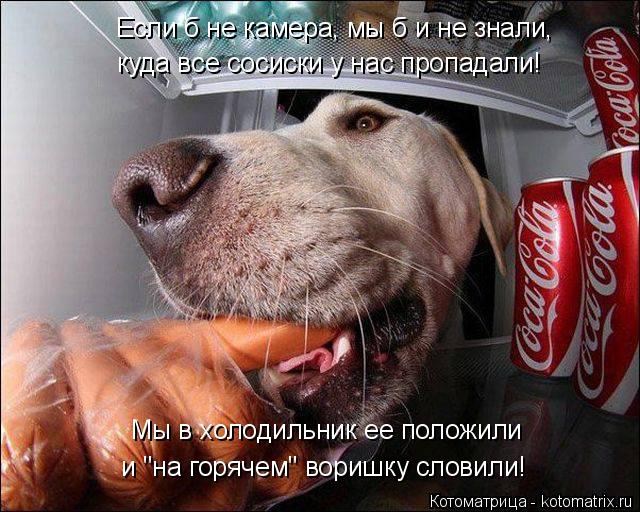 Котоматрица: Если б не камера, мы б и не знали, куда все сосиски у нас пропадали! Мы в холодильник ее положили и "на горячем" воришку словили!