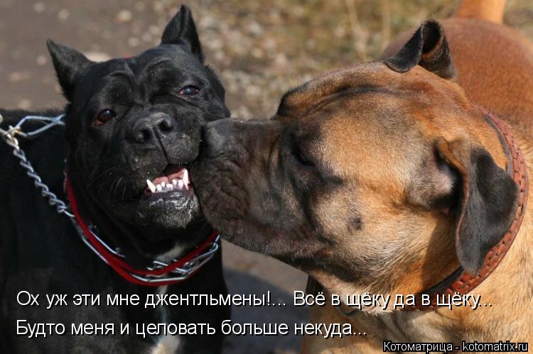 Котоматрица: Ох уж эти мне джентльмены!... Всё в щёку да в щёку... Будто меня и целовать больше некуда...