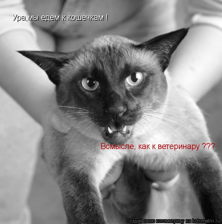 Котоматрица: Ура,мы едем к кошечкам ! Всмысле, как к ветеринару ???