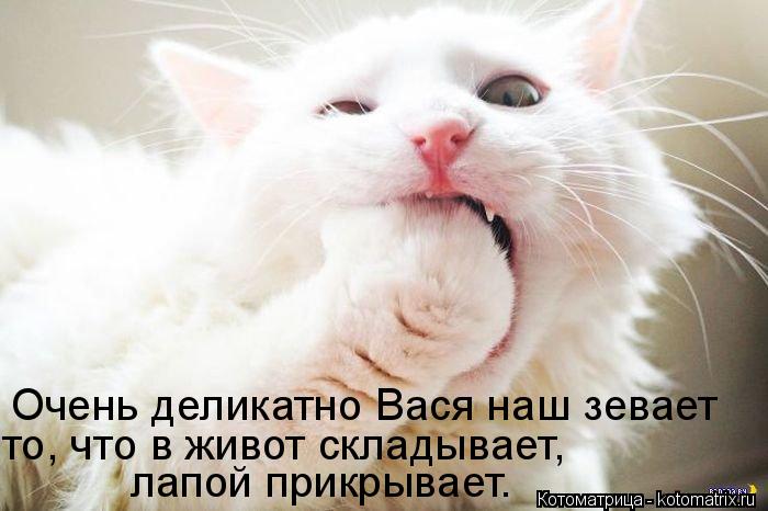 то, что в живот складывает, Очень деликатно Вася наш зевает лапой прикрывает.... Котоматрица: то, что в живот складывает, Очень деликатно Вася наш зевает лапой прикрывает.